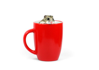 Hamster in a mug