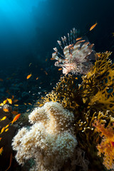 Lionfish and tropical underwater life in the Red Sea.