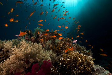 Fototapeta na wymiar Tropical podwodnego życia w Morzu Czerwonym.