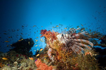 Lionfish and tropical underwater life in the Red Sea.