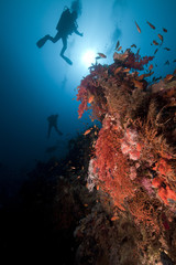 Divers and tropical underwater life in the Red Sea.