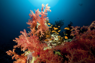 Naklejka na ściany i meble Tropical underwater life in the Red Sea.