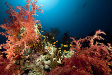 Fototapeta na wymiar Divers and tropical underwater life in the Red Sea.