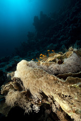 Tropical underwater life in the Red Sea.