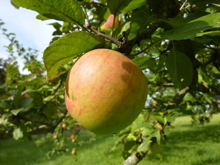 Apfel