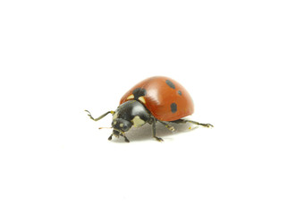 ladybug