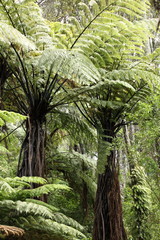 Neuseeländisches Farn