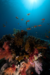 Naklejka na ściany i meble Tropical underwater life in the Red Sea.