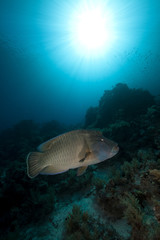 Fototapeta premium Napoleon wrasse and tropical underwater life in the Red Sea.