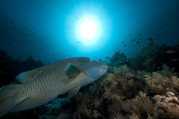 Napoleon wrasse and tropical underwater life in the Red Sea.