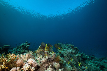 Naklejka na ściany i meble Gwia¼dziste rabbitfish i tropikalny podwodne życie w Morzu Czerwonym.