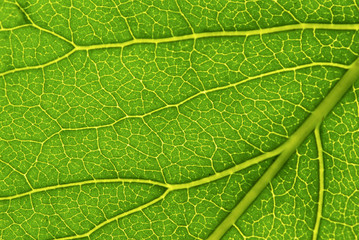 structure of leaf