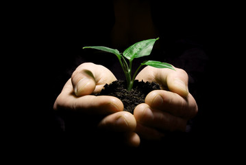 hands holding sapling