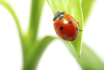 red ladybug