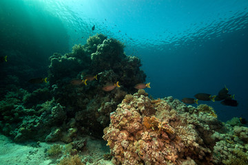 Fototapeta na wymiar Stellate rabbitfish and tropical underwater life in the Red Sea.