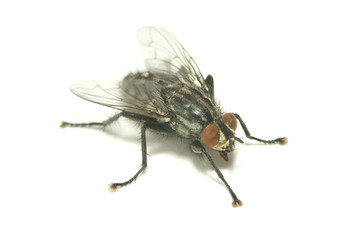 fly