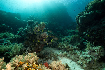 Fototapeta na wymiar Gwia¼dziste rabbitfish i tropikalny podwodne życie w Morzu Czerwonym.