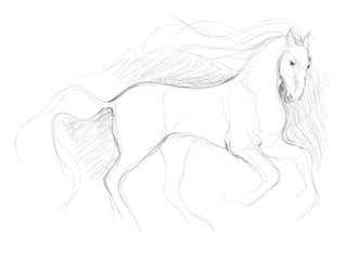 Horse / realistic sketch (not auto-traced)