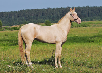 Obraz na płótnie Canvas perlino horse
