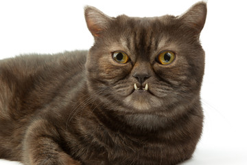 Portrait of a British cat