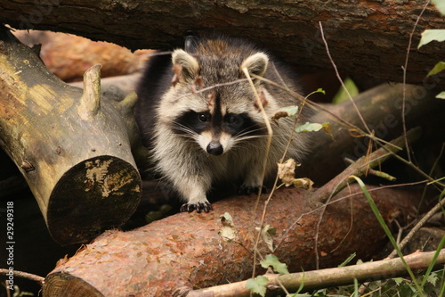 природа животные енот nature animals raccoon загрузить