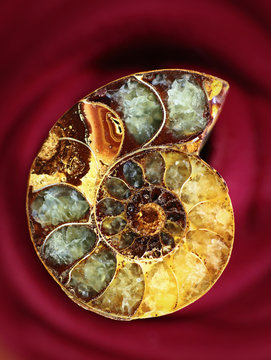 Amonit fossil-stone