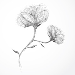 Flower Rose / realistic sketch (not auto-traced)