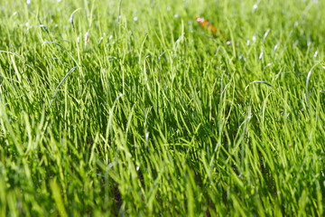 Fresh young spring grass