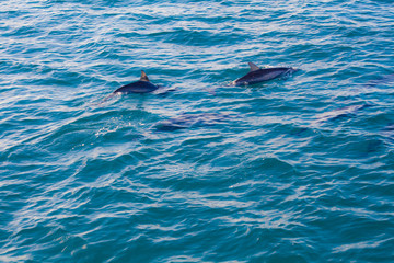 Precious Dolphins © nakedking