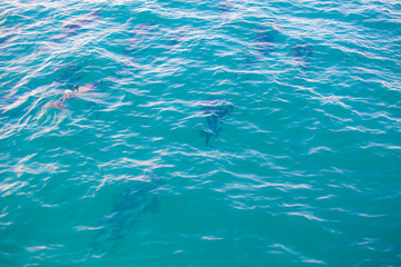 Precious Dolphins © nakedking