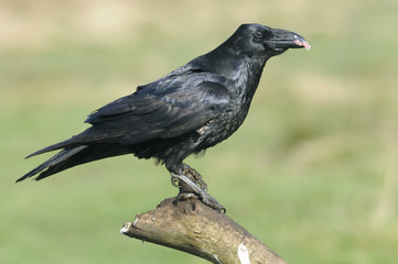 Raven resting on a branch