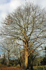 Fototapeta premium Plants and trees