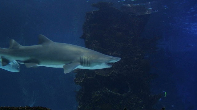 Sharks Swimming 05