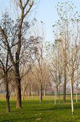 Fototapeta premium winter green park with trees, dry leaves