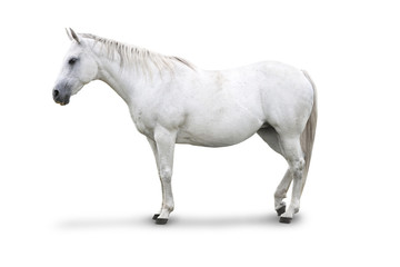 Obraz na płótnie Canvas Widok z boku z White Horse Pojedyncze z wycinek ścieżki