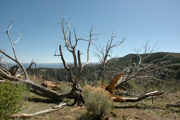 Stark Landscape at Mesa Verde