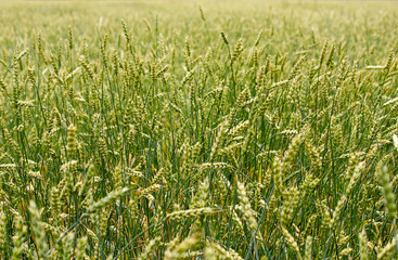 Wheat field