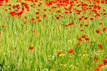 Klatschmohn im Feld - corn poppy in field 06