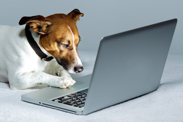 Dog using Laptop - obrazy, fototapety, plakaty