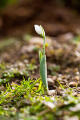 Snowdrop flower macro