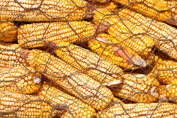Fototapeta na wymiar Corn cobs