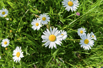Daisy flowers taken from above