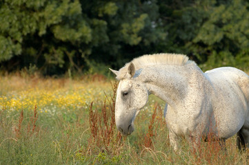 White horse at meadow