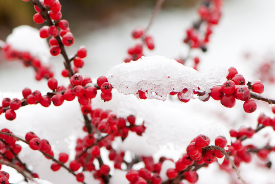 Berries of sea-buckthorn are in winter after a snow-fall