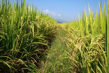 Naklejka premium Rice fields