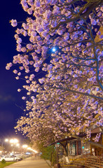 night urban view with japanese cherry blossom