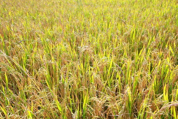 Rice fields