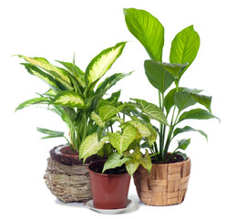 Group of window plant
