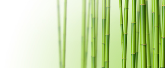 Bambous sur fond blanc 3