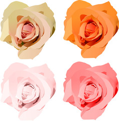 four color roses flowers on white